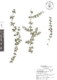 Galium hypocarpium image