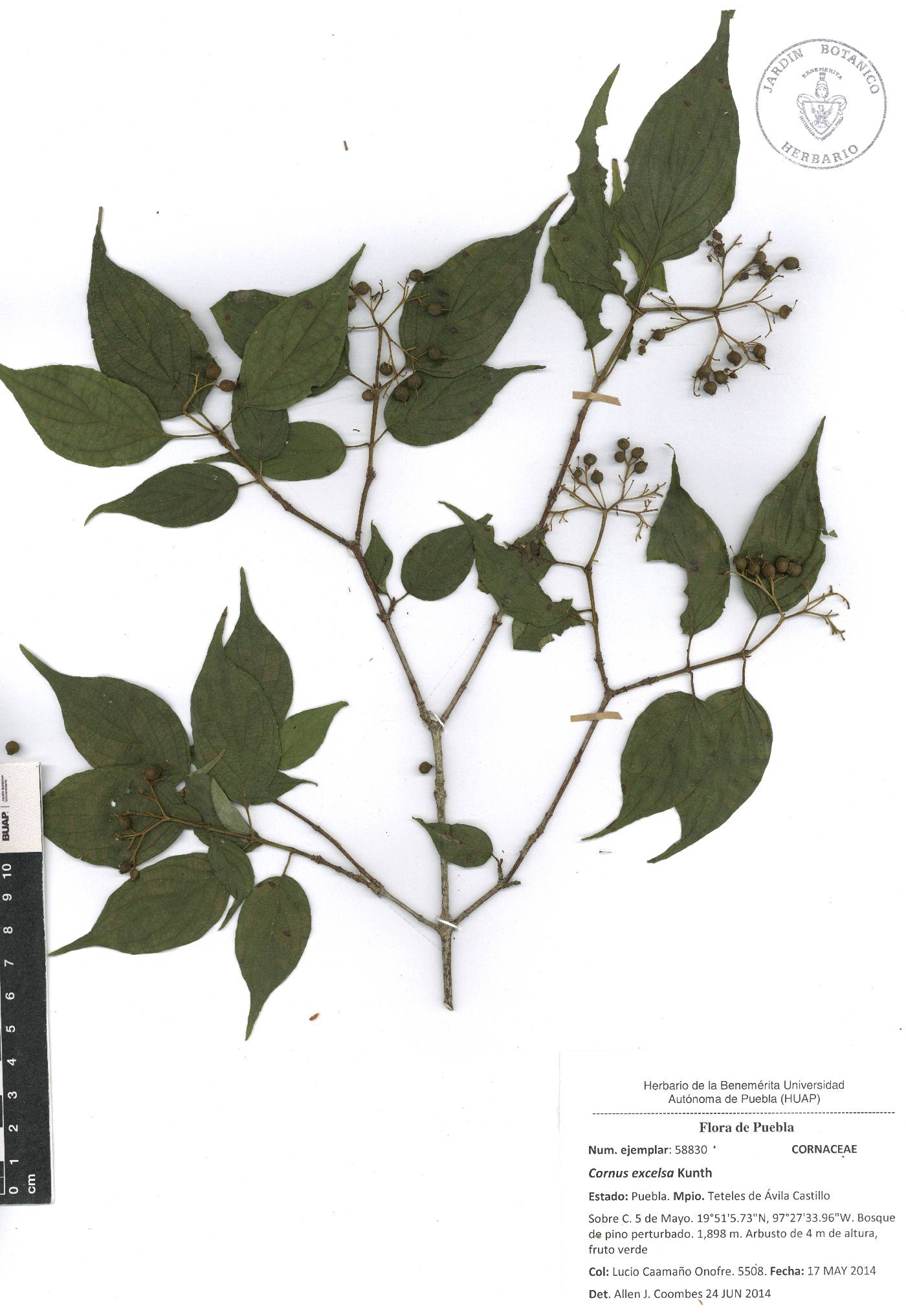 Cornus excelsa image