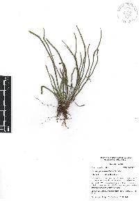 Vittaria flavicosta image