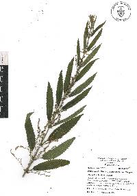 Urtica gracilis image