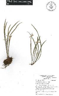Vittaria flavicosta image