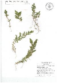 Selaginella stenophylla image