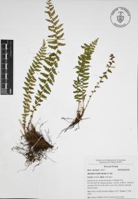 Woodsia mollis image