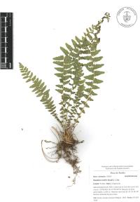 Woodsia mollis image