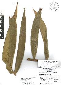 Ceratozamia totonacorum image