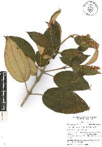 Miconia xalapensis image