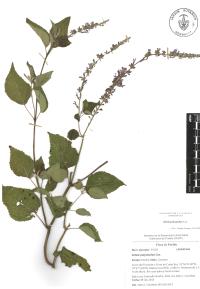 Salvia polystachia image