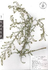 Lepidium schaffneri image