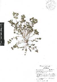 Euphorbia nocens image