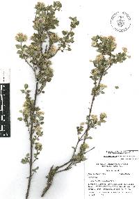 Ageratina calophylla image