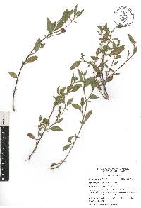 Oenothera rosea image