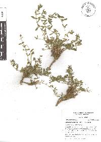 Scopulophila parryi image