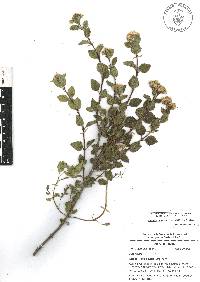 Ageratina calophylla image