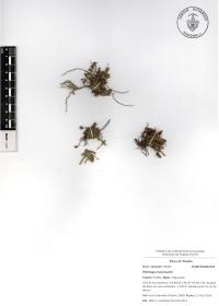 Plantago nivea image
