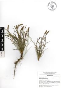 Plantago nivea image