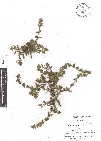 Stachys crenata image