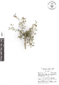 Physaria rosei image