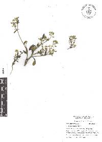 Draba jorullensis image