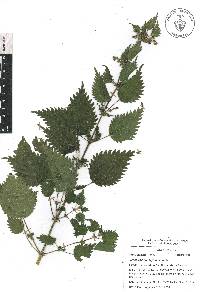 Urtica chamaedryoides image