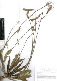 Plantago lanceolata image