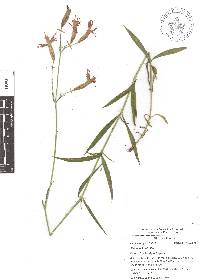 Silene laciniata image