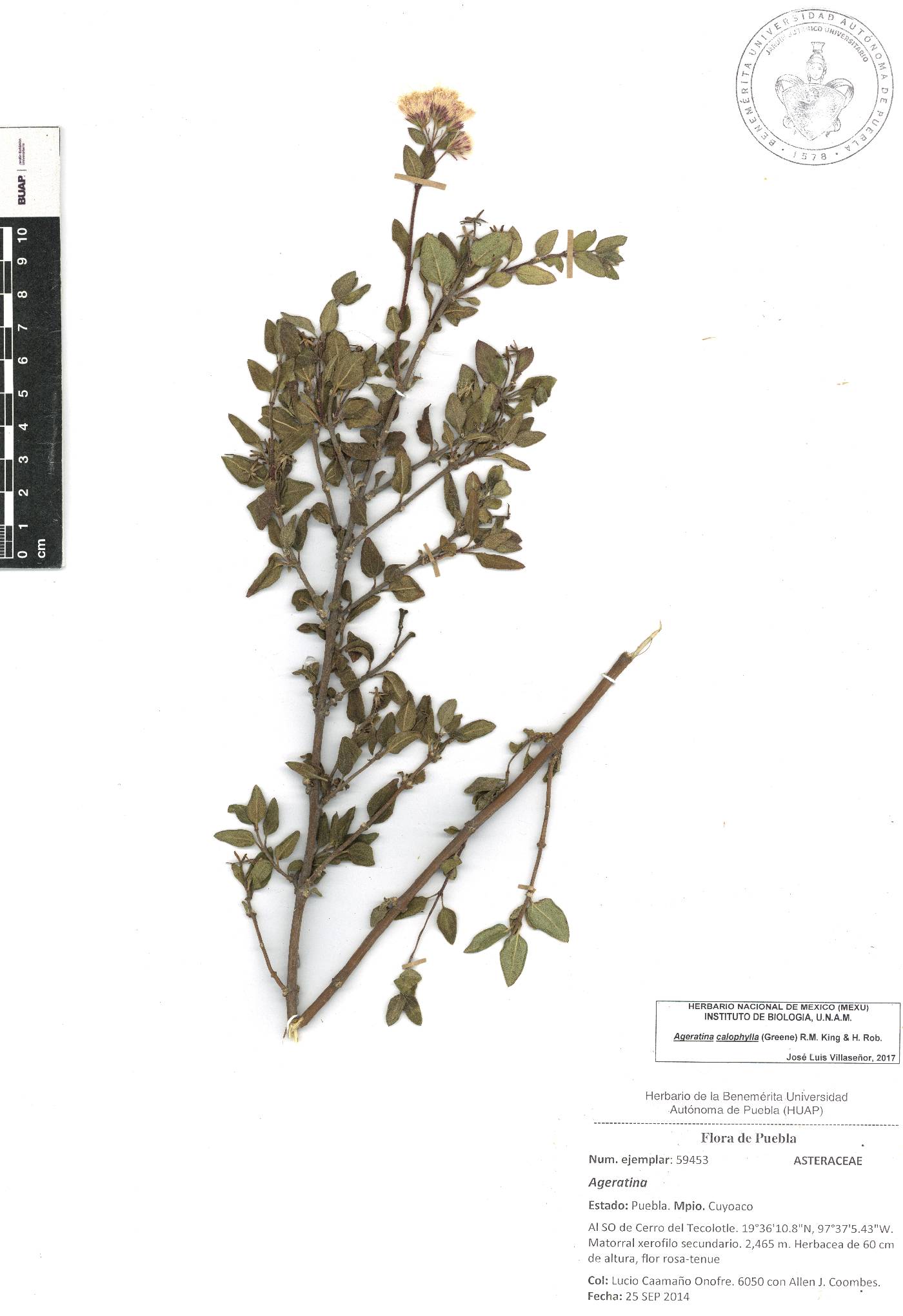 Ageratina calophylla image