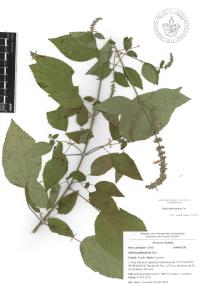 Salvia polystachia image