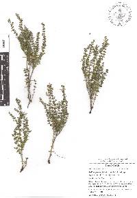 Galium fuscum subsp. hypadenium image