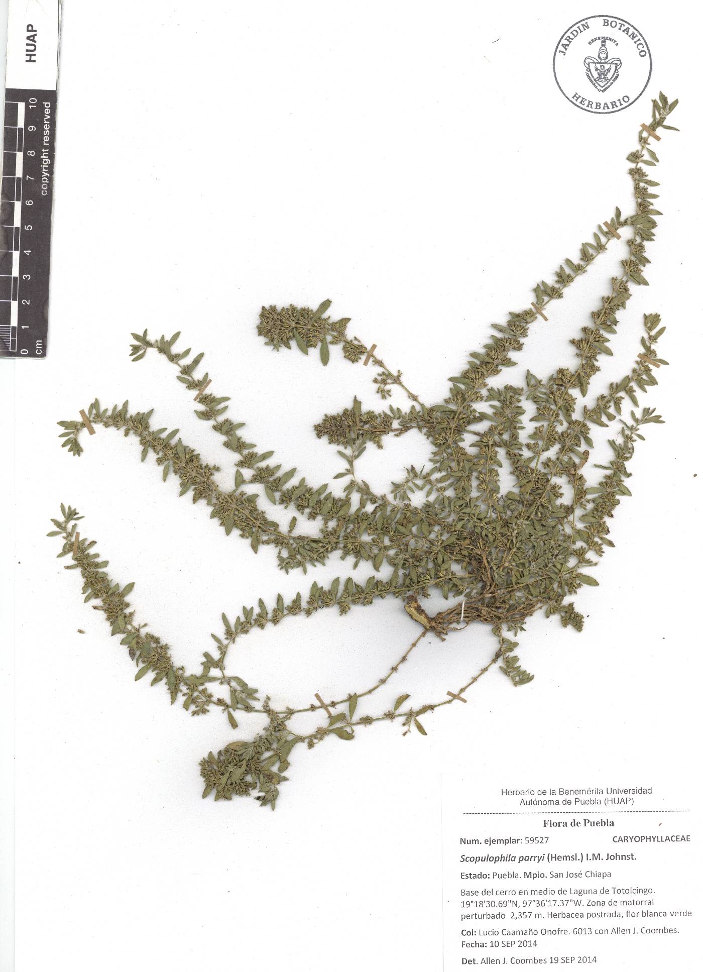Scopulophila parryi image
