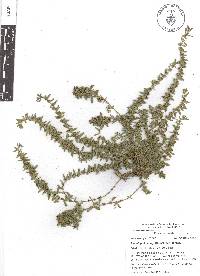 Scopulophila parryi image