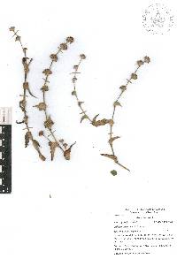 Callisia insignis image