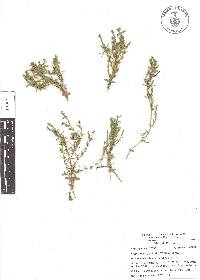 Arenaria lycopodioides image