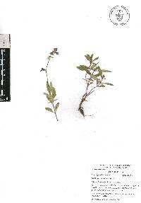 Salvia prunelloides image