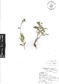 Salvia laevis image