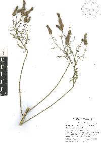 Dalea leporina image