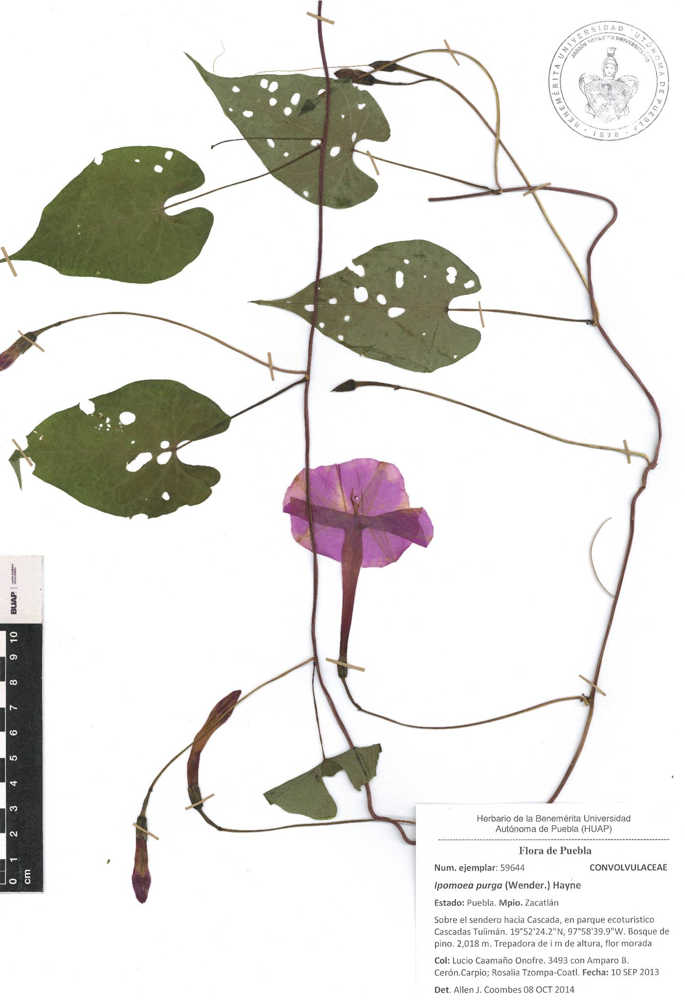 Ipomoea purga image