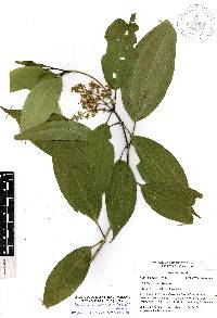 Miconia glaberrima image