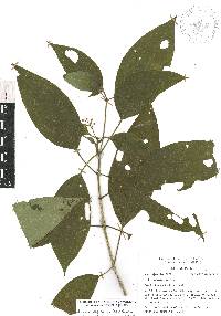 Miconia oligotricha image