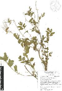 Erodium moschatum image