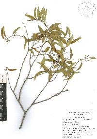 Vallesia glabra image