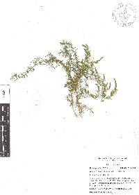 Arenaria lycopodioides image