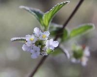 Lantana urticoides image