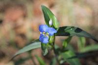 Commelina diffusa image