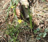 Hypoxis mexicana image