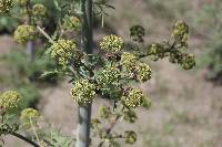 Prionosciadium thapsoides image