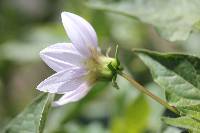 Dahlia merckii image