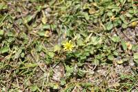 Ranunculus cymbalaria image