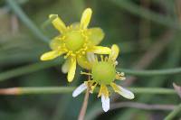 Ranunculus cymbalaria image