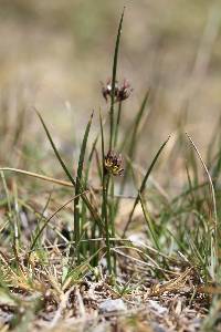 Juncus balticus subsp. mexicanus image