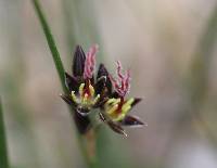 Juncus balticus subsp. mexicanus image